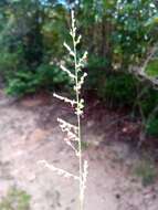 Image of Setaria madecassa A. Camus