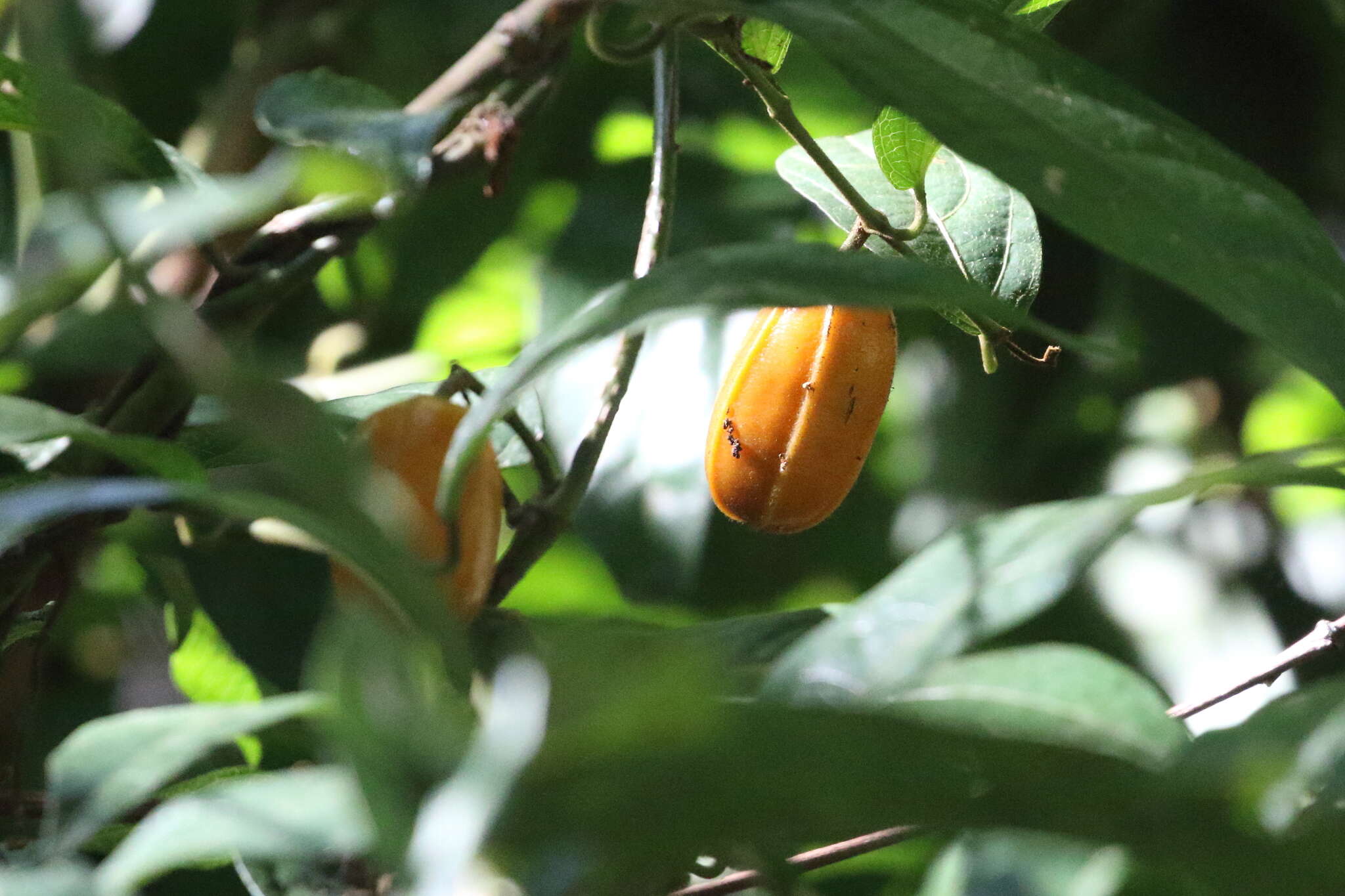 Image of Aristolochia praevenosa F. Müll.