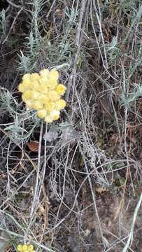 Image of yellow amaranth