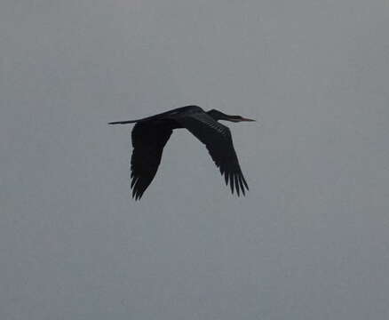 Image de Anhinga roux