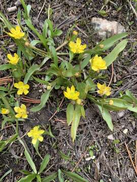 صورة Ranunculus glaberrimus var. ellipticus (Greene) Greene