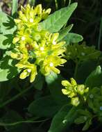 Image de Schizoglossum flavum Schltr.