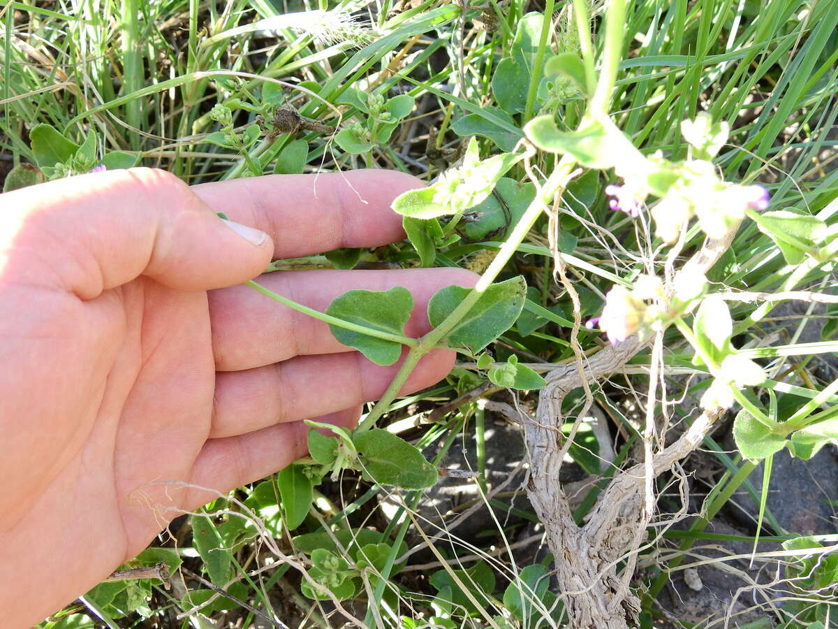 Image of Mirabilis ovata (Ruiz & Pav.) Meigen