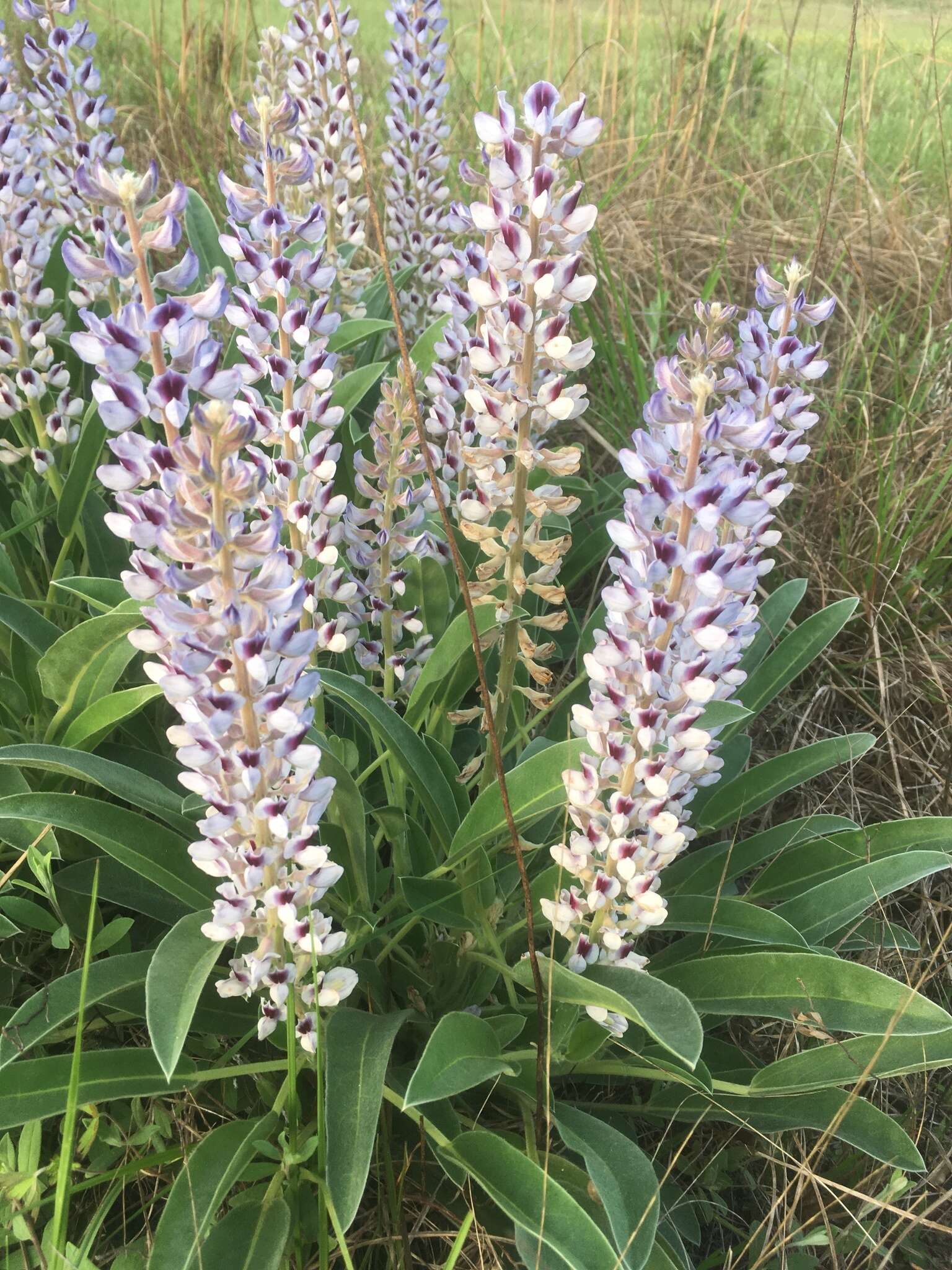 Imagem de Lupinus villosus Willd.