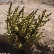 Plancia ëd Caroxylon inermis (Forsk.) Akhani & Roalson