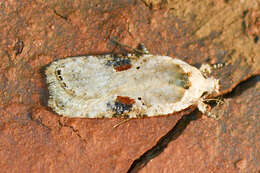 Image of Poison Hemlock Moth