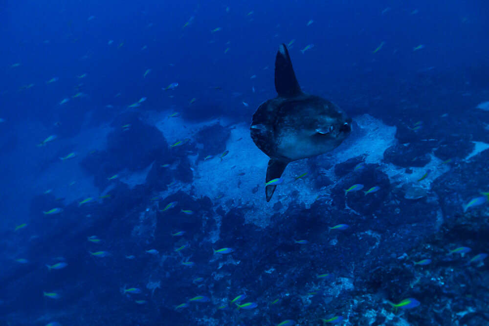 Image of Bumphead sunfish