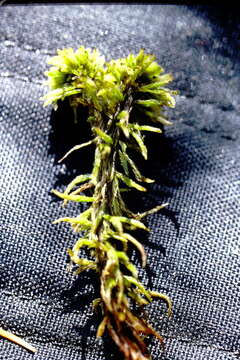 Image of Wulf's sphagnum