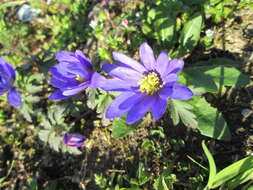 Image of Balkan Anemone