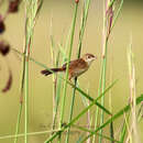 Imagem de Cisticola exilis diminutus Mathews 1922