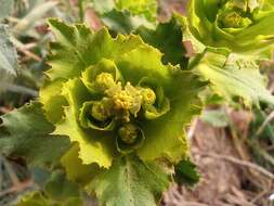 Image of serrate spurge