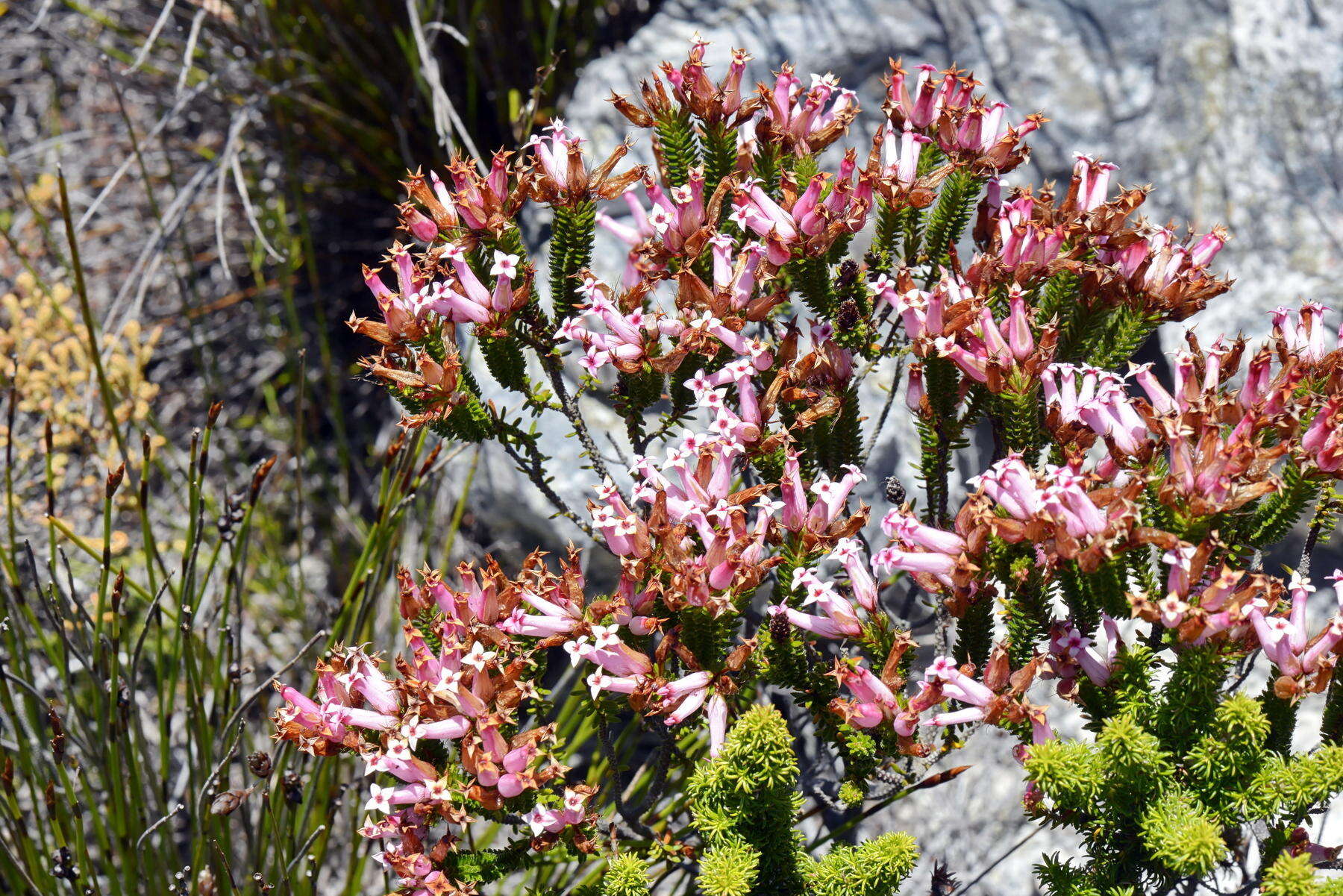 صورة Erica gysbertii var. gysbertii