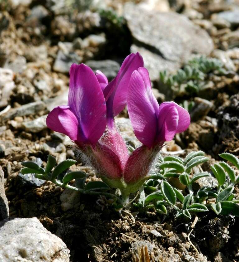 Image de Oxytropis intermedia Bunge