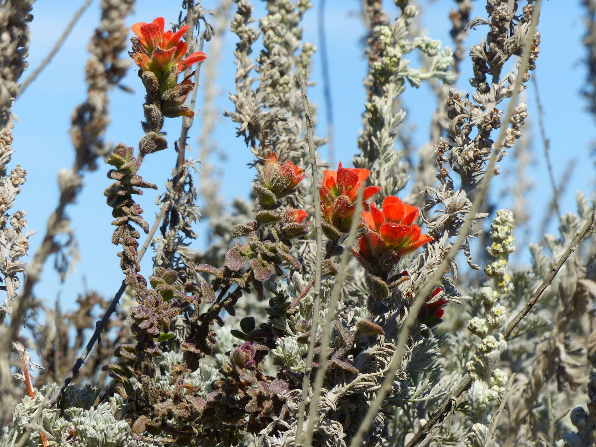 Image of Monterey Indian paintbrush