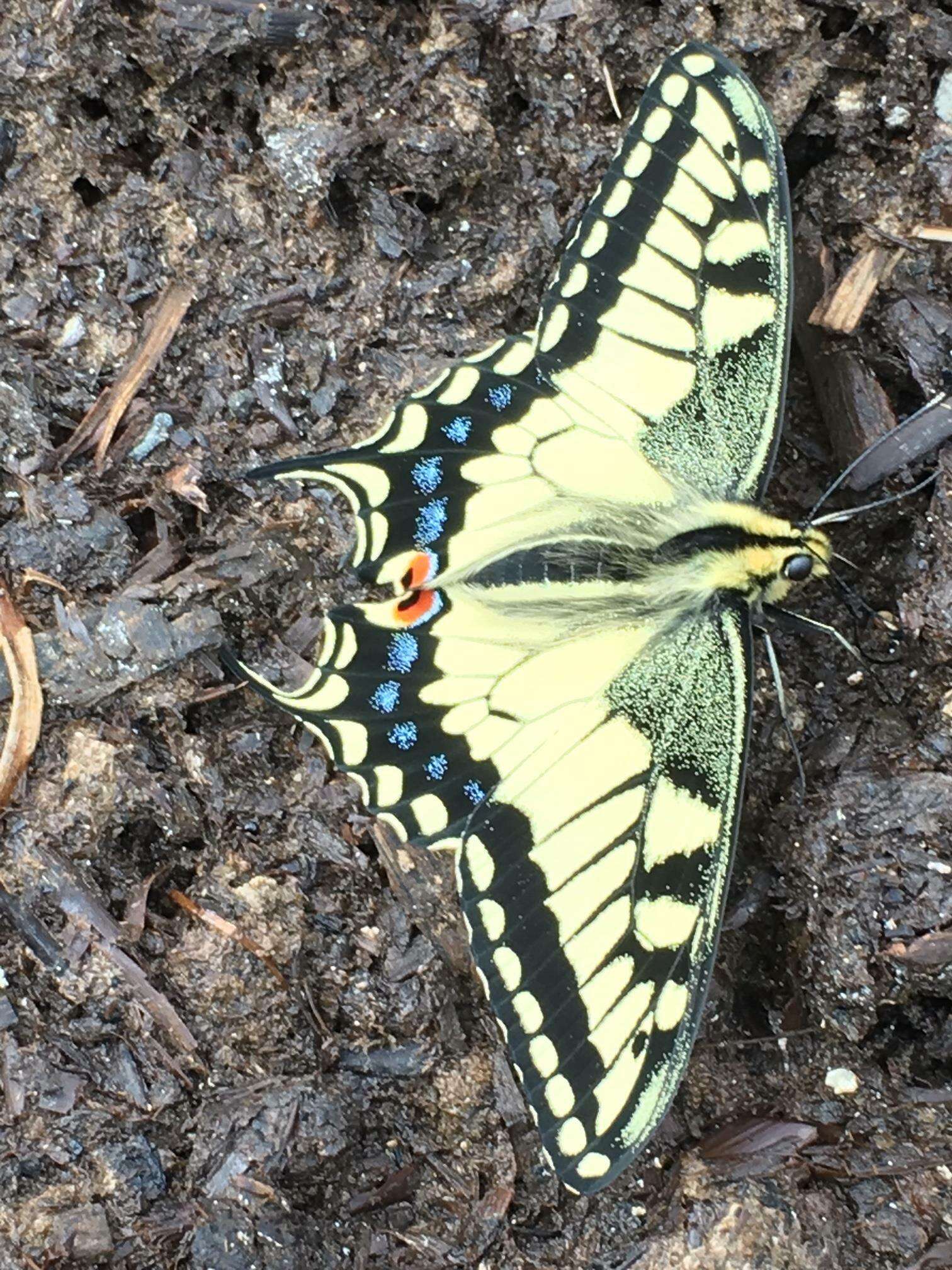 Image of Papilio machaon oregonia W. H. Edwards 1876