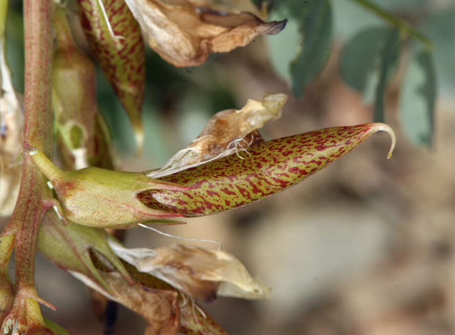 Image of Astragalus oophorus var. oophorus