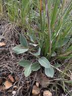 Image of redroot buckwheat