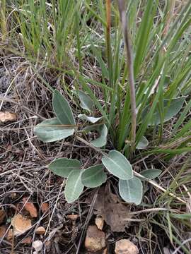 Image of redroot buckwheat