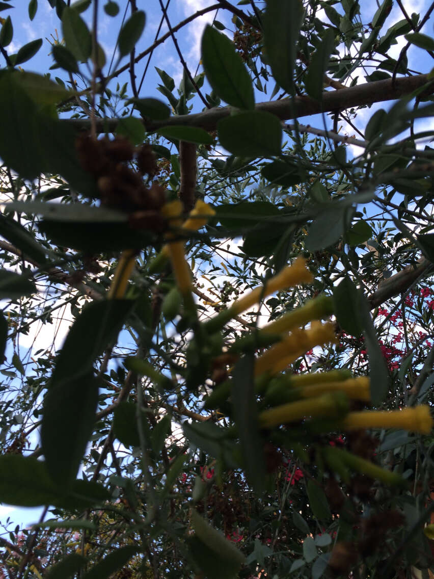 Image of tree tobacco