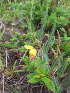 Image of Texas sensitive pea