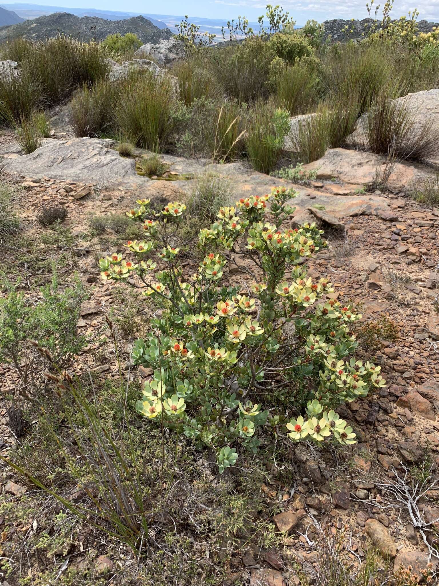 Plancia ëd Leucadendron discolor Buek ex Meissn.