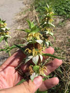 Image of spotted beebalm