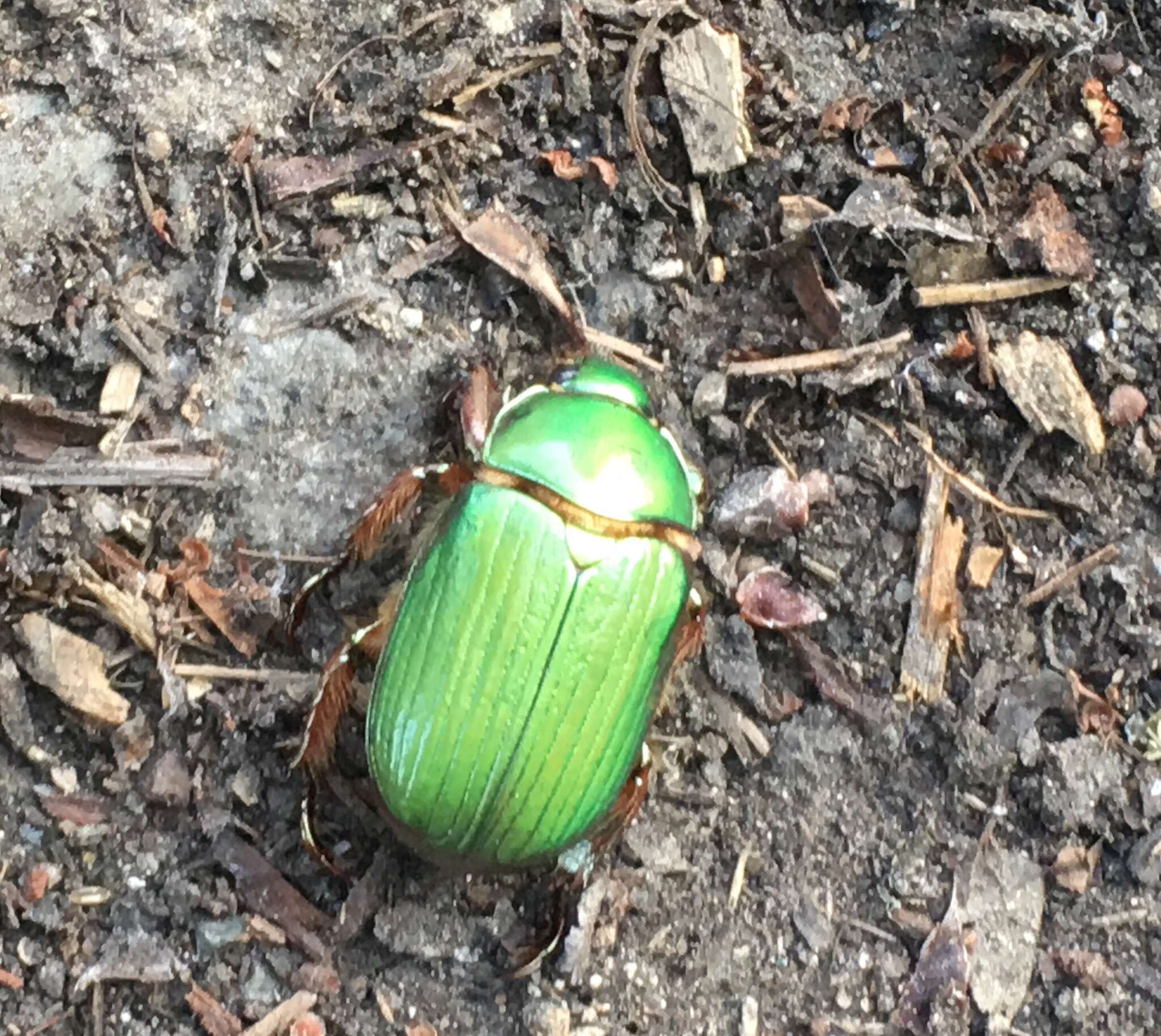 Imagem de Chrysina lecontei (Horn 1882)