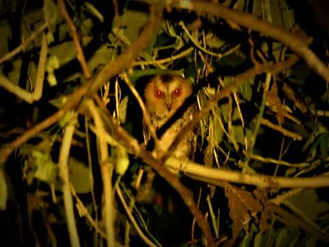 Image of Luzon Lowland Scops-owl