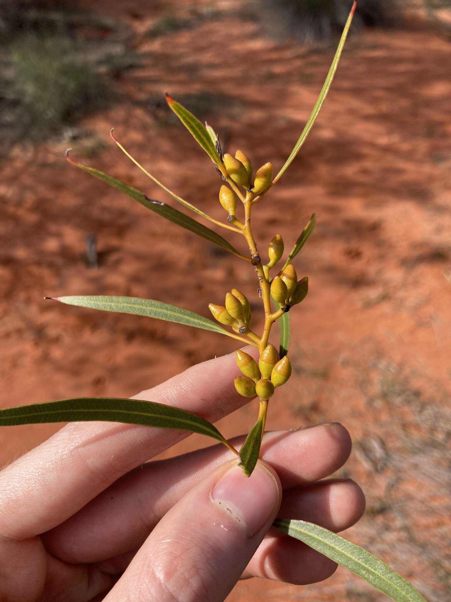 Image of Eucalyptus rigidula subsp. rigidula