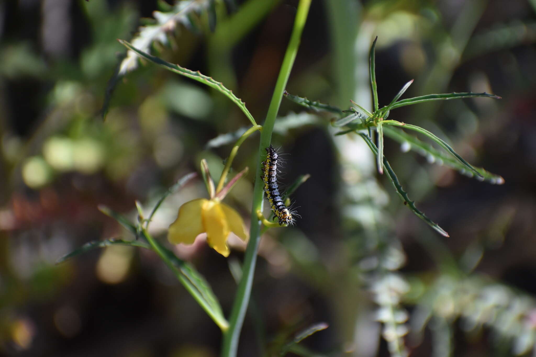 Alypia ridingsii Grote 1864的圖片