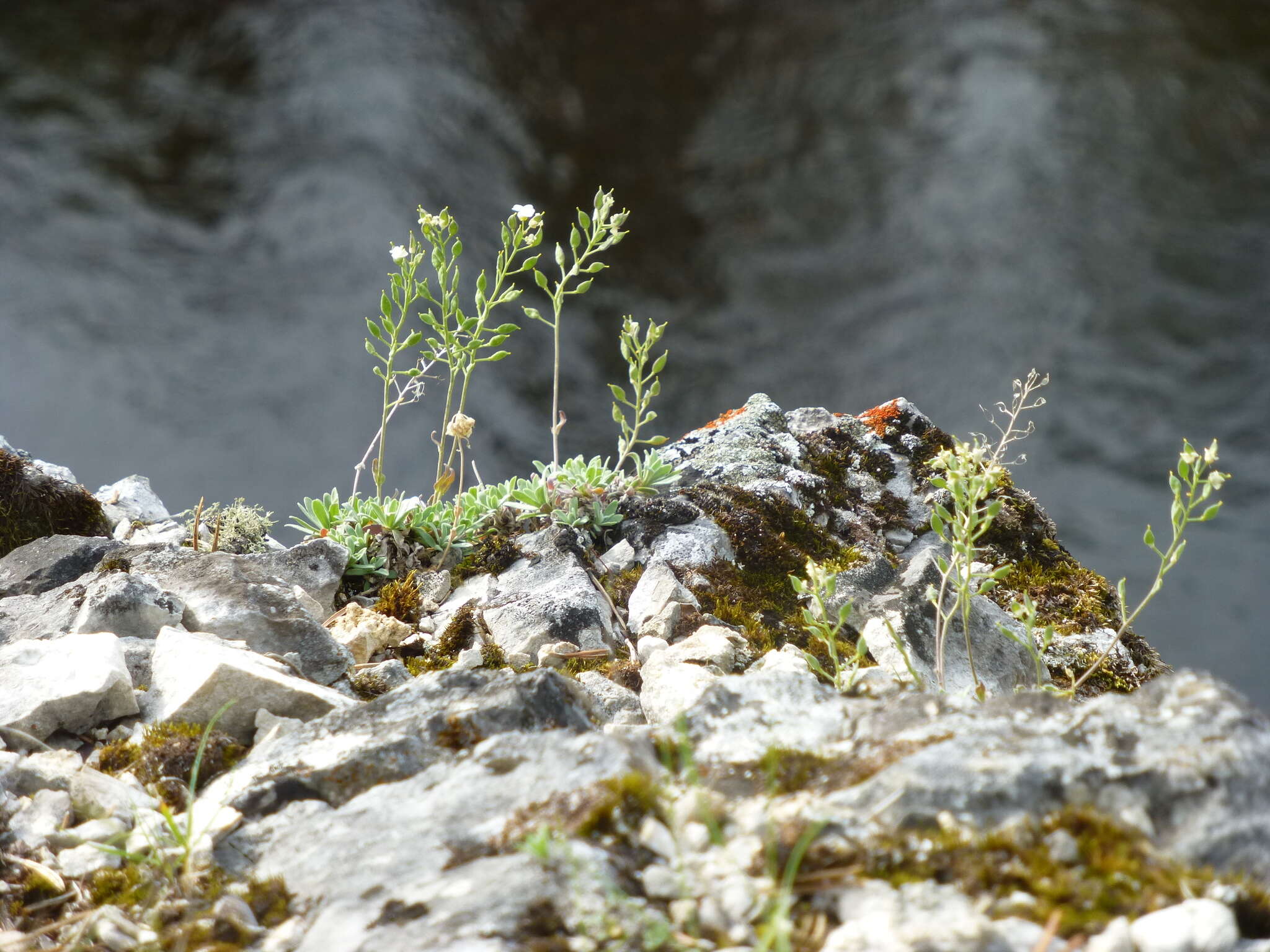 Image of Schivereckia podolica (Besser) Andrz.