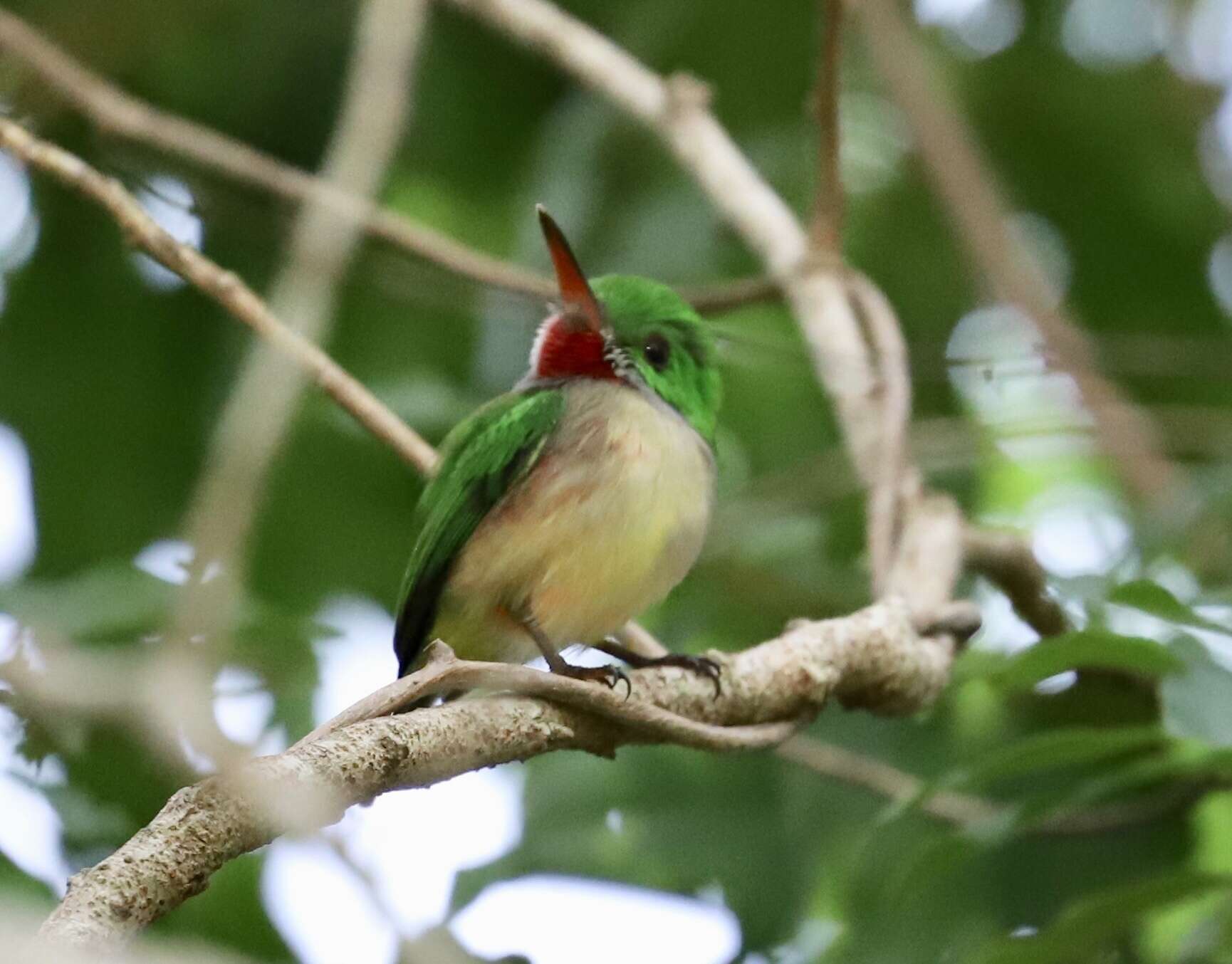 Image of Broad-billed Tody