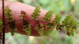 Image of Cheilanthes hirta var. hirta