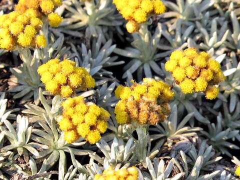 Image of Helichrysum galpinii N. E. Brown