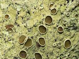 Image of maronea lichen