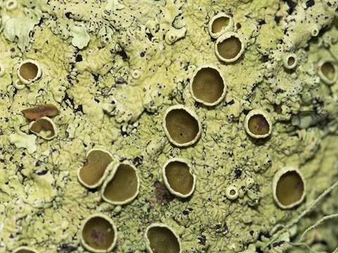 Image of maronea lichen