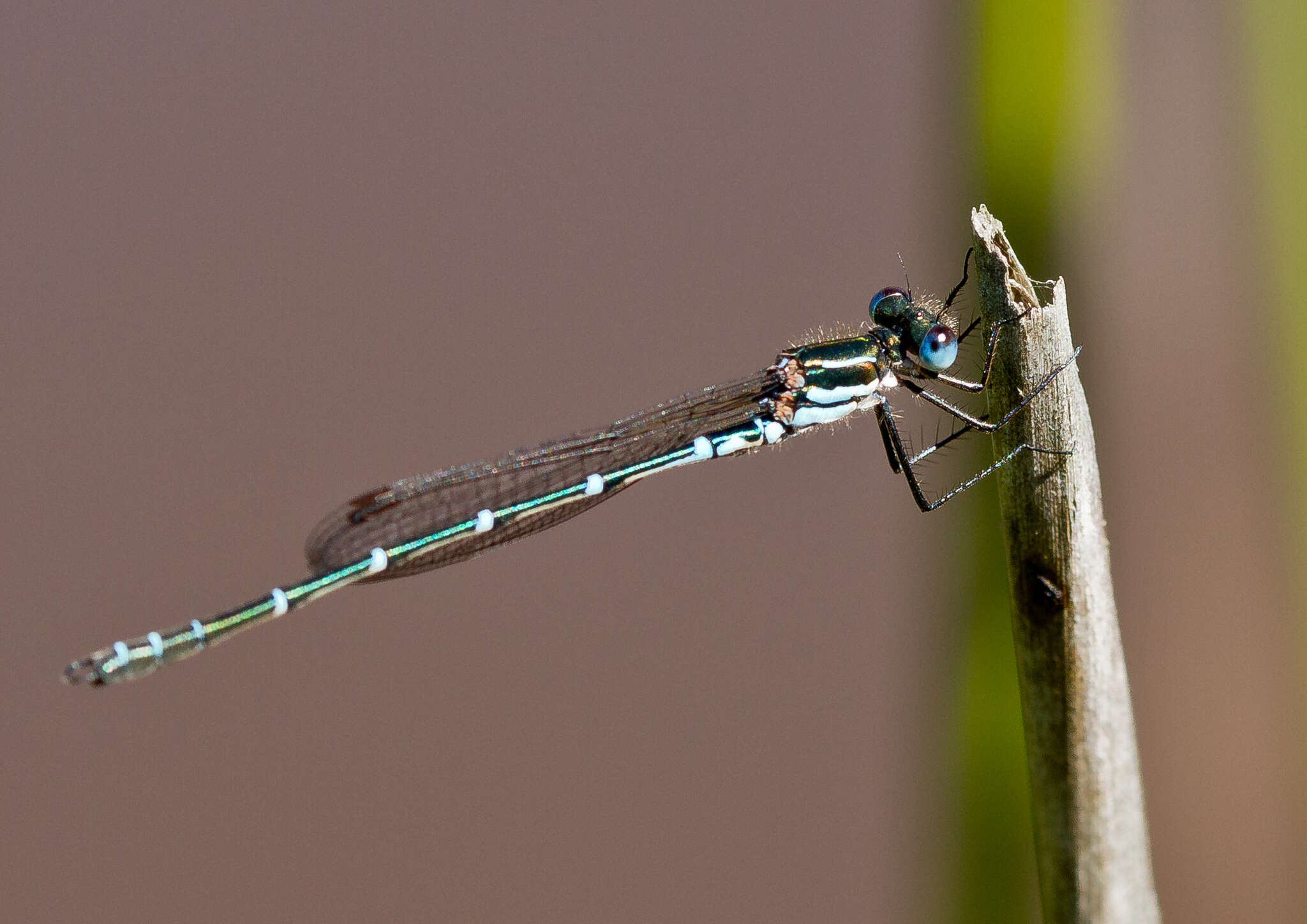 Sivun Austrolestes psyche (Hagen ex Selys 1862) kuva