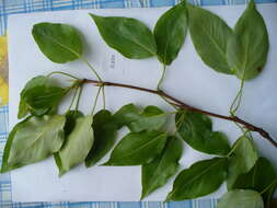 Image of Populus longifolia