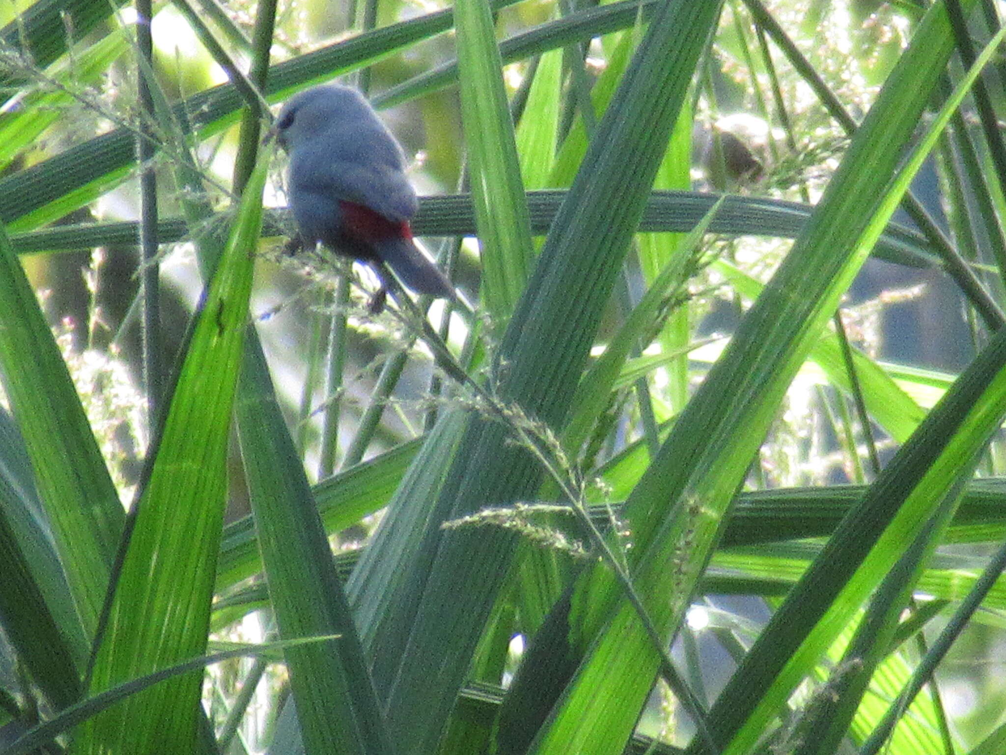 Image of Grey Waxbill