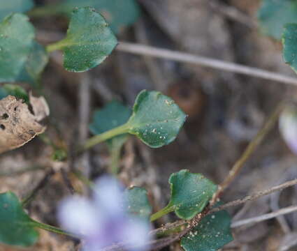 Image of Viola hederacea subsp. sieberiana (Sprengel) L. G. Adams