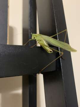 Image of Texas Bush Katydid