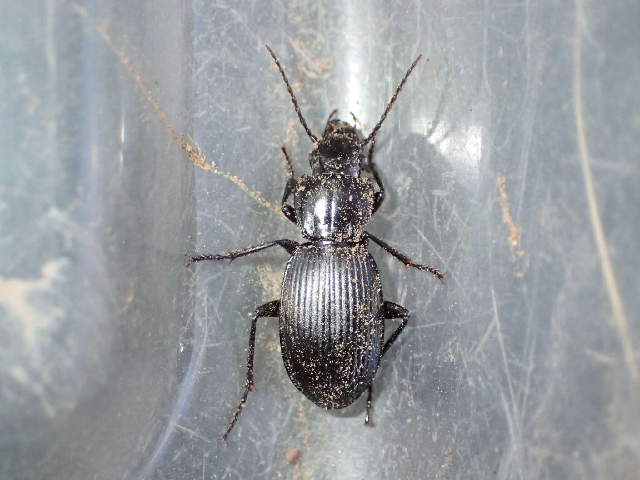 Image of Pterostichus (Hypherpes) isabellae Le Conte 1851