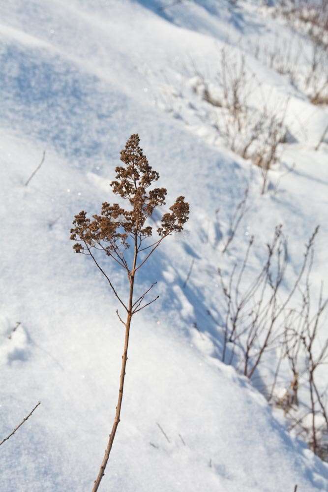 Imagem de Spiraea alba Du Roi