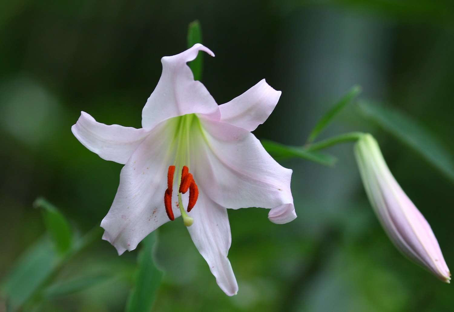 Image of Lilium japonicum Thunb.