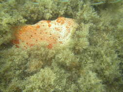 Image of red boring sponge