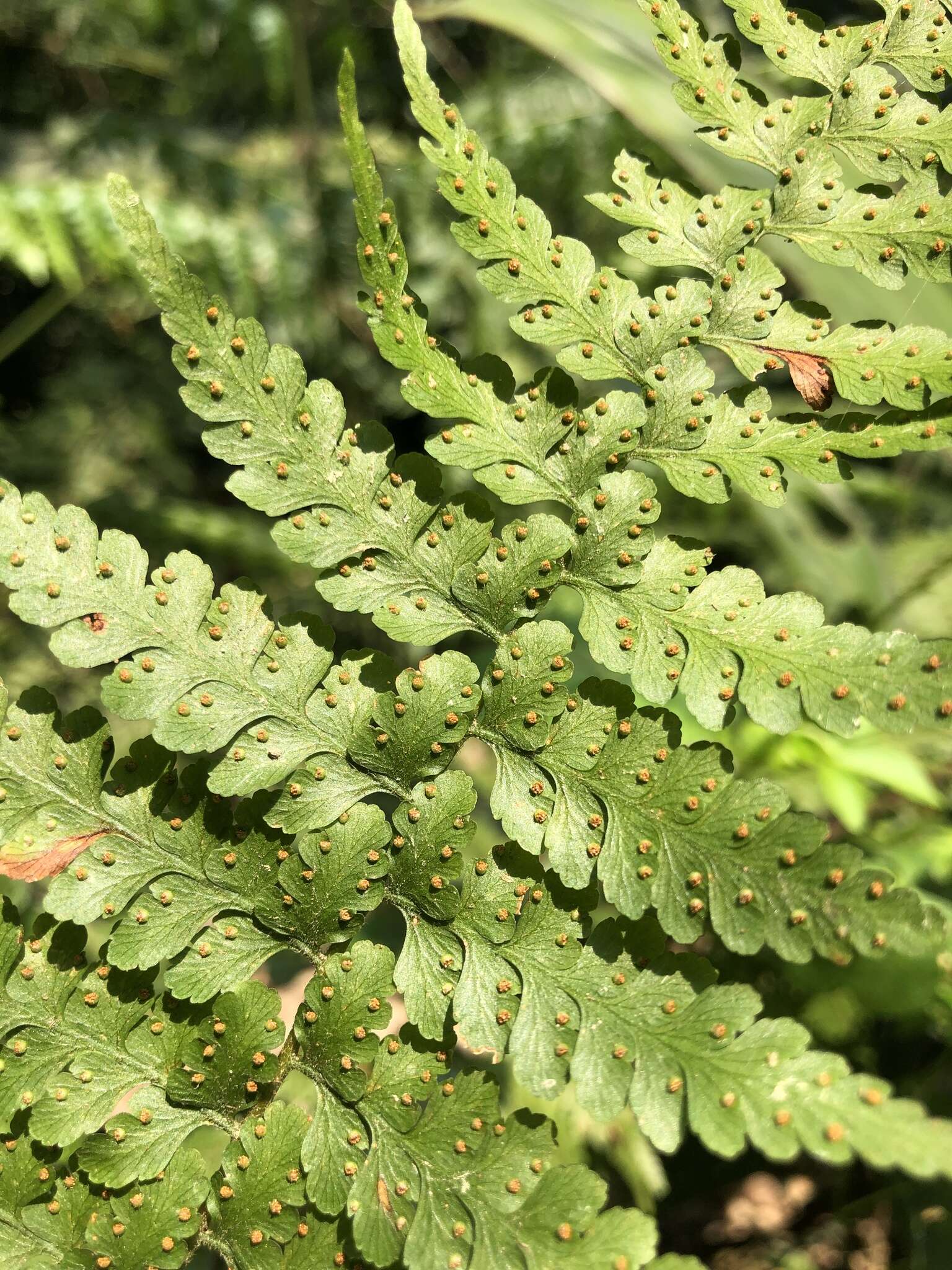 Image of Microlepia nepalensis (Spreng.) Fraser-Jenkins, Kandel & Pariyar