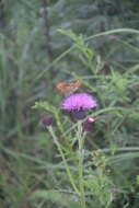 Слика од Cirsium maackii Maxim.