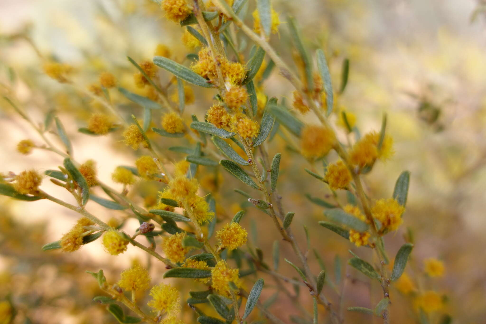 Image of Acacia wilhelmiana F. Muell.