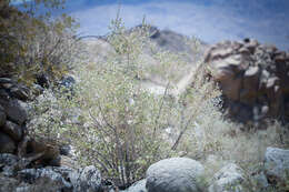 Image of desert lavender