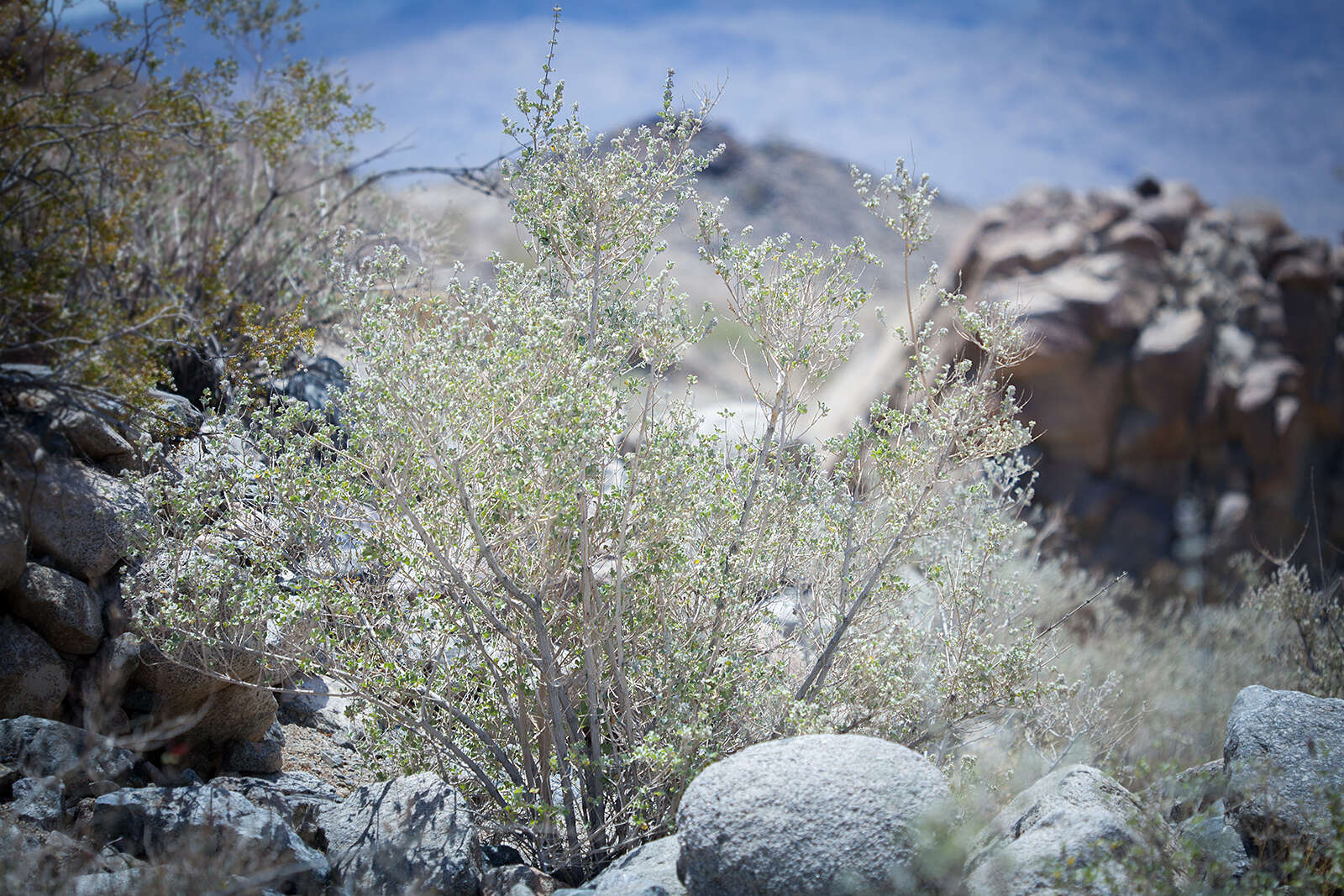 Image of desert lavender